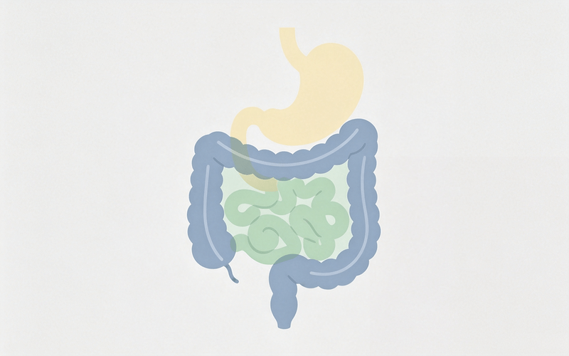 digestive tract phases relevant to multi-stage satiety formulation